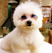 예보들 강아지 고양이  크리스마스 이벤트 코스튬 악세사리 고양이안경 강아지안경 고글