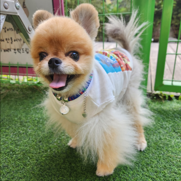 페오펫몰,예보들 강아지 방울목걸이 강아지목걸이 인식표