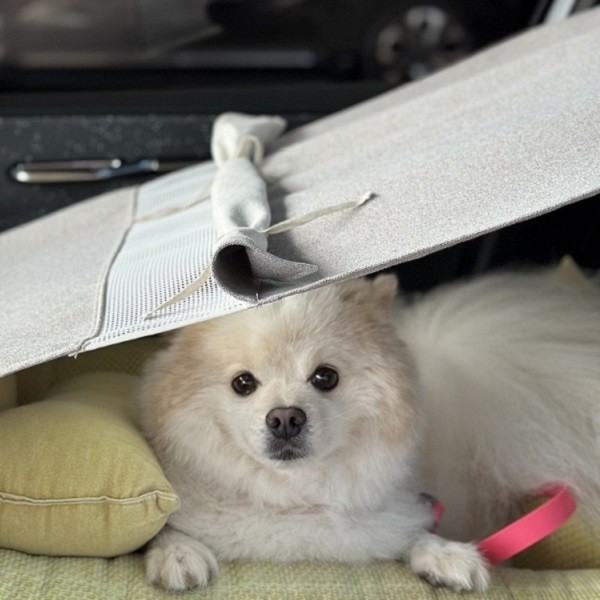 [힛찌] 100% 자외선 차단 모든 카시트 호환 가능한 강아지 차량용 차양막