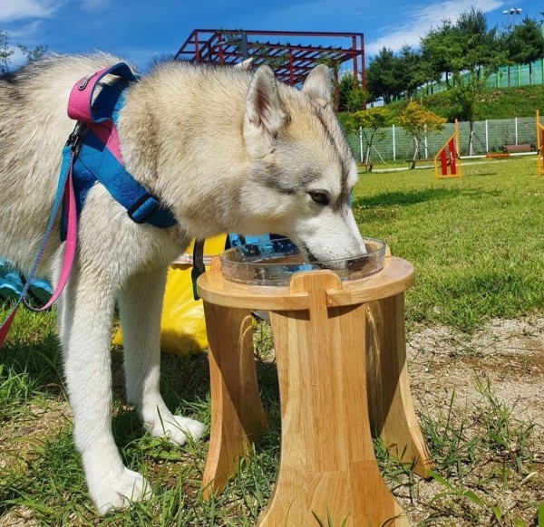 페오펫몰,캣토피아 대형견 밥그릇 거치대 강아지 대용량 유리볼 물그릇 식기