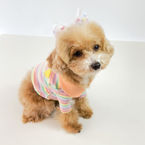 페오펫몰,그루밍독 반려동물 레인보우 배색 카라 티셔츠 S-2XL, 2 colors