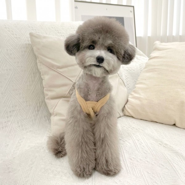 페오펫몰,그루밍독 커플룩 강아지옷 모닝 나시 올인원 S-2XL, 4 colors