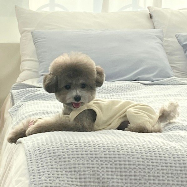 페오펫몰,그루밍독 커플룩 강아지옷 모닝 나시 올인원 S-2XL, 4 colors