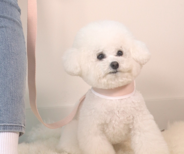 페오펫몰,펫베오 5초 리쉬 강아지 순면 핸즈프리 리드줄 리쉬