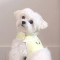 [봄맞이특가]펫베오 5초 H형 강아지 하네스 가슴줄