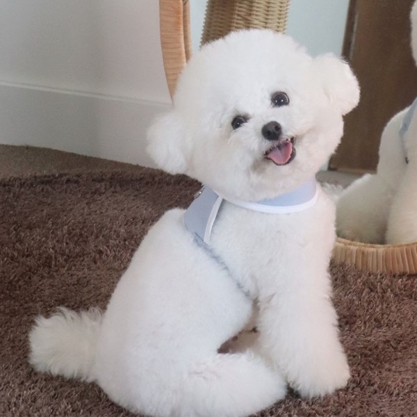 페오펫몰,[감사특가]펫베오 5초 H형 강아지 하네스 가슴줄