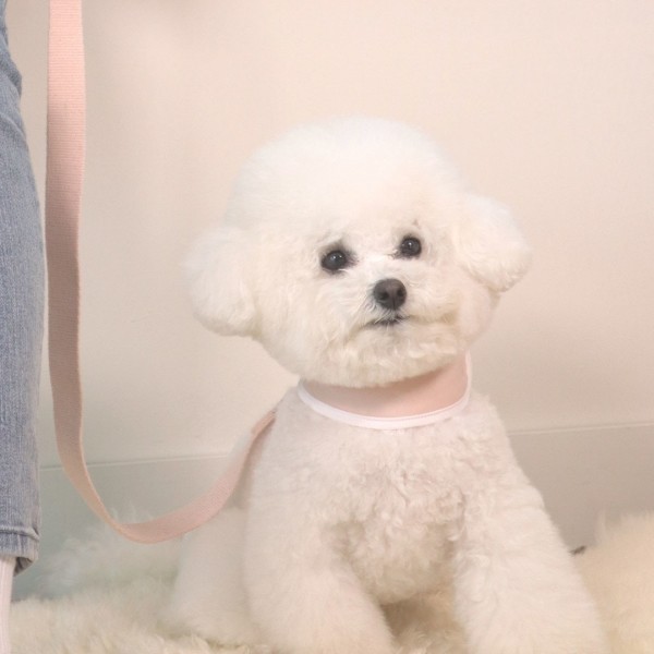 페오펫몰,[감사특가]펫베오 5초 H형 강아지 하네스 가슴줄