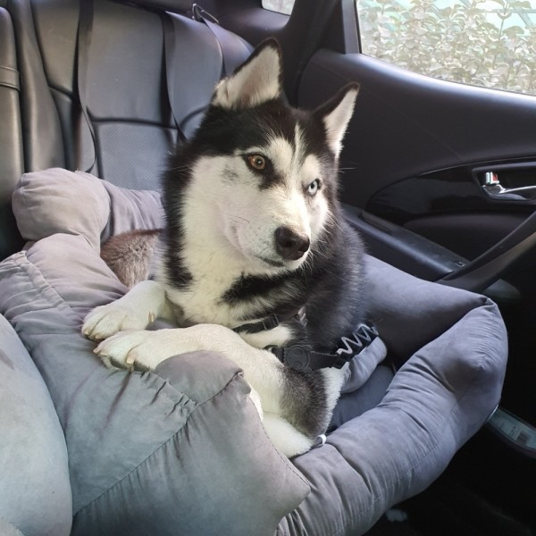 페오펫몰,댕댕이가게 극세사 강아지 애견 카시트