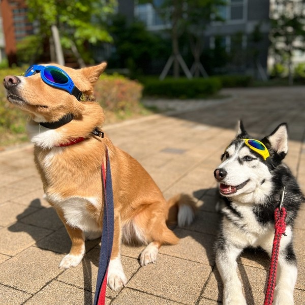 페오펫몰,댕댕이가게 강아지 애견 자외선차단 선글라스