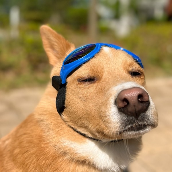 페오펫몰,댕댕이가게 강아지 애견 자외선차단 선글라스