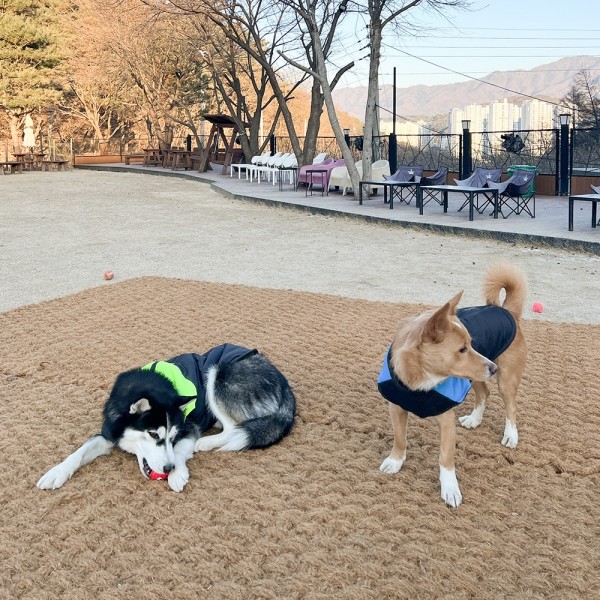 페오펫몰,대형견 강아지 애견 소형견 중형견 하네스 패딩 겨울옷 잠바 조끼 깔깔이 방한복
