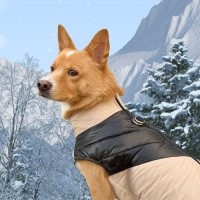 [보온 200%] 멍장군 강아지 애견 중형견 대형견 패딩