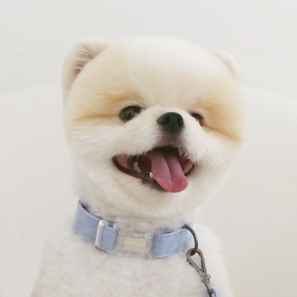 페오펫몰,[리토가토] 러비 목줄 - 5 color