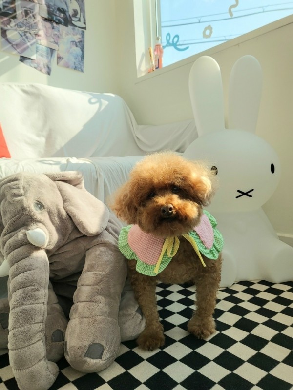 페오펫몰,솜사탕 애견스카프 턱받이 케이프