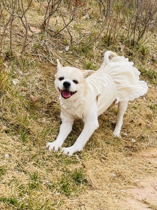 페오펫몰,러블리 린넨 원피스 핸드메이드 강아지원피스