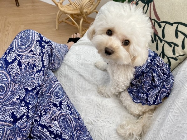 페오펫몰,강아지 에스닉주름바지 커플룩(견주용)