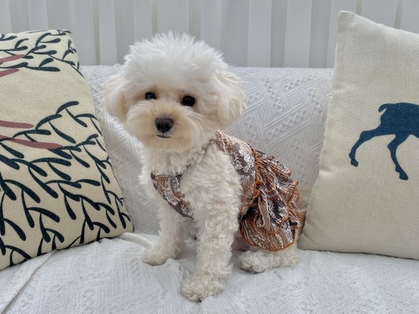 페오펫몰,강아지 에스닉원피스 커플룩 냉장고 여름원피스