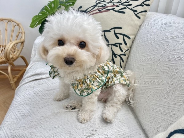 페오펫몰,강아지 쉬폰 플라워원피스 여름 커플룩 원피스