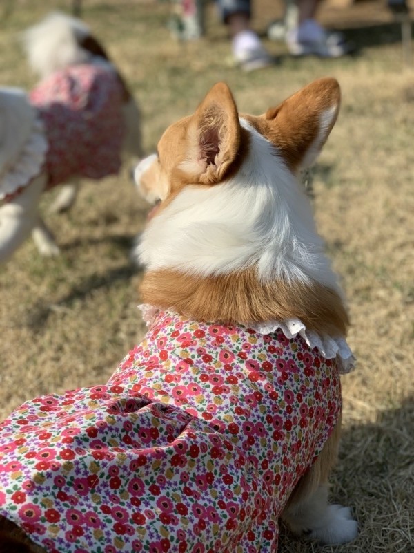페오펫몰,카멜리아 드레스 & 블라우스 | 소형견부터 대형견까지