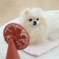 강아지 고양이 쿨매트 듀라론 냉감 패드 여름 이불 방석 블랭킷