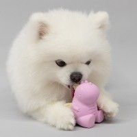 네추라너리쉬 미니공룡 덴탈트릿 강아지 장난감