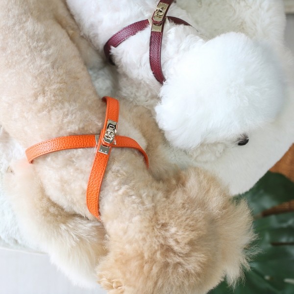 페오펫몰,아에뽀 하네스