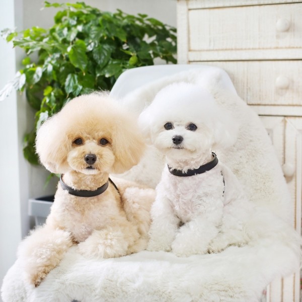 페오펫몰,아에뽀 하네스