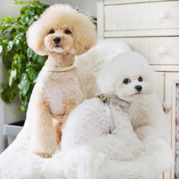 페오펫몰,아에뽀 하네스