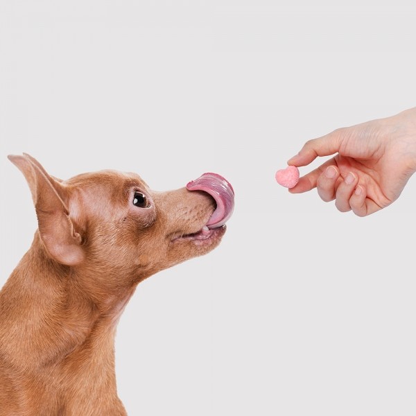 페오펫몰,[알로키친] 강아지 유기농 생과일 요거트 4종 #범산목장 #유산균