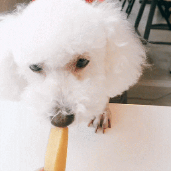 페오펫몰,[오래오래프로젝트] 히말라야 야크치즈 XS