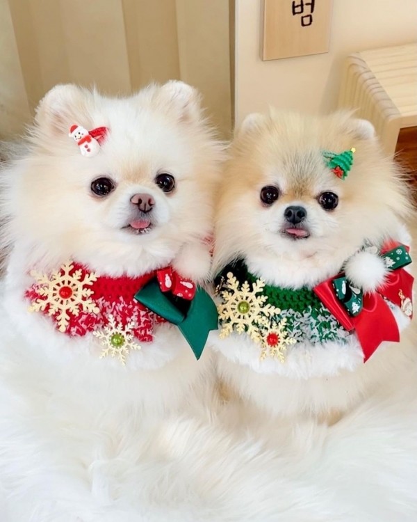 페오펫몰,[가득샵] 하얀 눈이 펑펑 화이트 크리스마스 케이프 • 강아지 고양이 케이프 뜨개 케이프 머플러 스카프 목걸이 악세사리