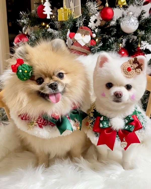 페오펫몰,[가득샵] 하얀 눈이 펑펑 화이트 크리스마스 케이프 • 강아지 고양이 케이프 뜨개 케이프 머플러 스카프 목걸이 악세사리