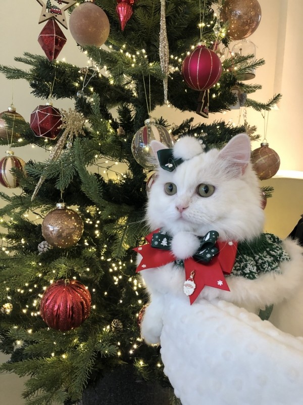 페오펫몰,[가득샵] 하얀 눈이 펑펑 화이트 크리스마스 케이프 • 강아지 고양이 케이프 뜨개 케이프 머플러 스카프 목걸이 악세사리