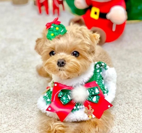 페오펫몰,[가득샵] 하얀 눈이 펑펑 화이트 크리스마스 케이프 • 강아지 고양이 케이프 뜨개 케이프 머플러 스카프 목걸이 악세사리