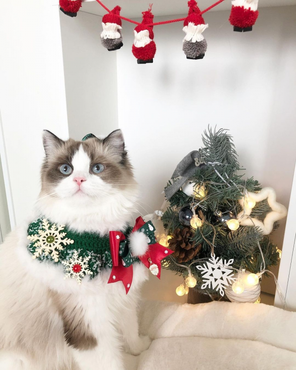 페오펫몰,[가득샵] 하얀 눈이 펑펑 화이트 크리스마스 케이프 • 강아지 고양이 케이프 뜨개 케이프 머플러 스카프 목걸이 악세사리