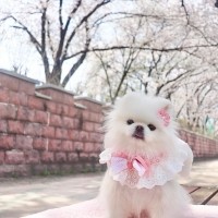 [가득샵] 봄, 봄, 봄이왔나봄 벚꽃 엔딩 외 3종 케이프 • 강아지 고양이 케이프 뜨개 케이프 머플러 스카프 목걸이 악세사리