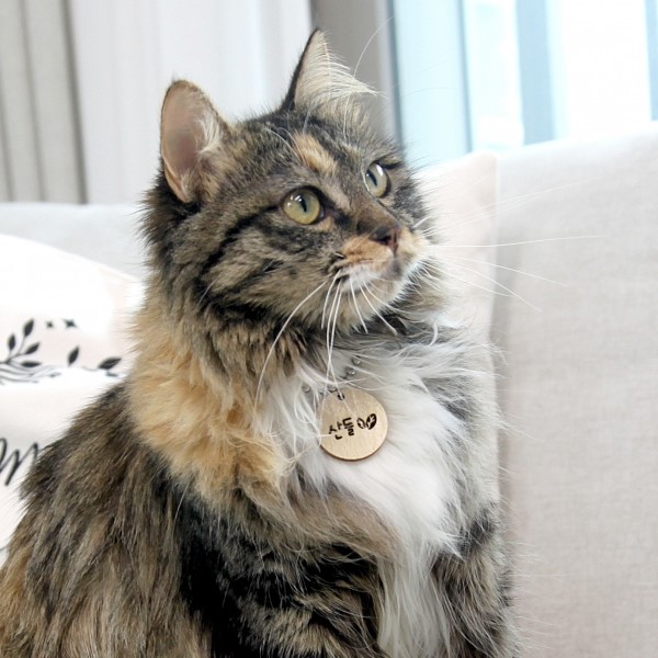 페오펫몰,포코 원목 반려동물 강아지 고양이 인식표 명찰 목걸이 이름표 써지컬 네임택 고리 하네스