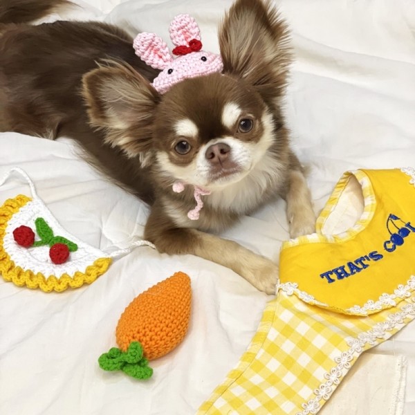 페오펫몰,러브핫핏 [개린이&냥린이] 딩동댕유치원 하네스