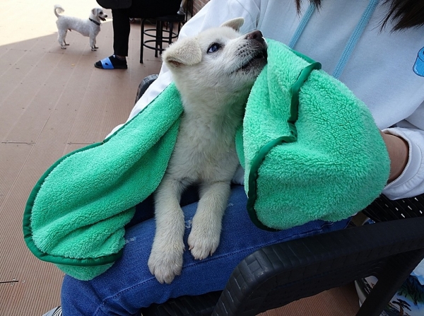 극세사 케어타월 타올 수건, 펫 강아지 고양이, 70x26.5cm, 75x32cm, 80x40cm