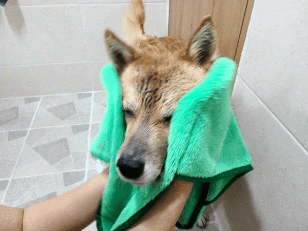 페오펫몰,극세사 케어타월 타올 수건, 펫 강아지 고양이, 70x26.5cm, 75x32cm, 80x40cm