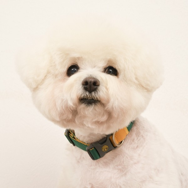 페오펫몰,[SPEL] 스펠 비비팝 베이직칼라 오렌지 (ORANGE)