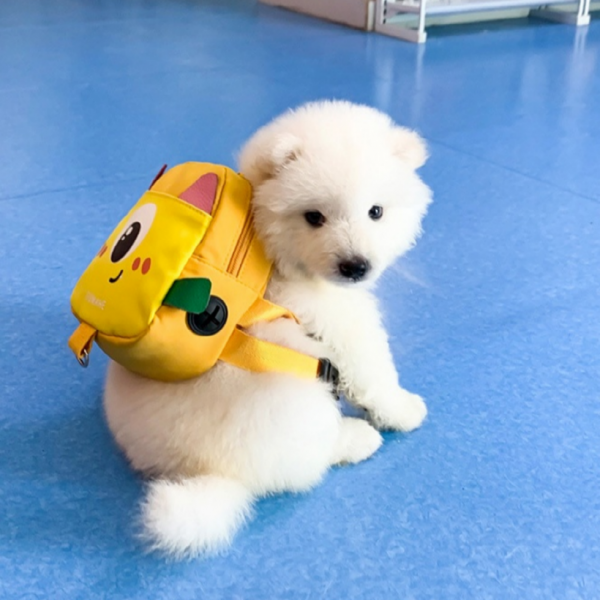 페오펫몰,강아지 애견 캐릭터 산책가방 하네스 가슴줄