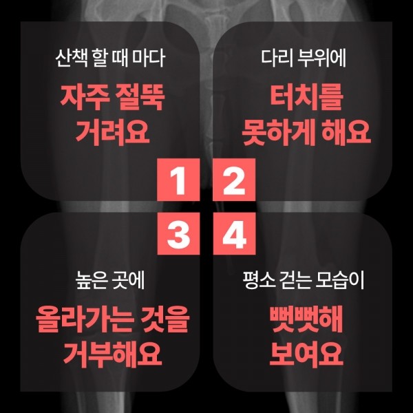 페오펫몰,펫생각 강아지 관절영양제 슬개골탈구 관절염 질환 케어 120g