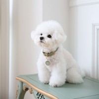 도게스트로 데일리 목줄