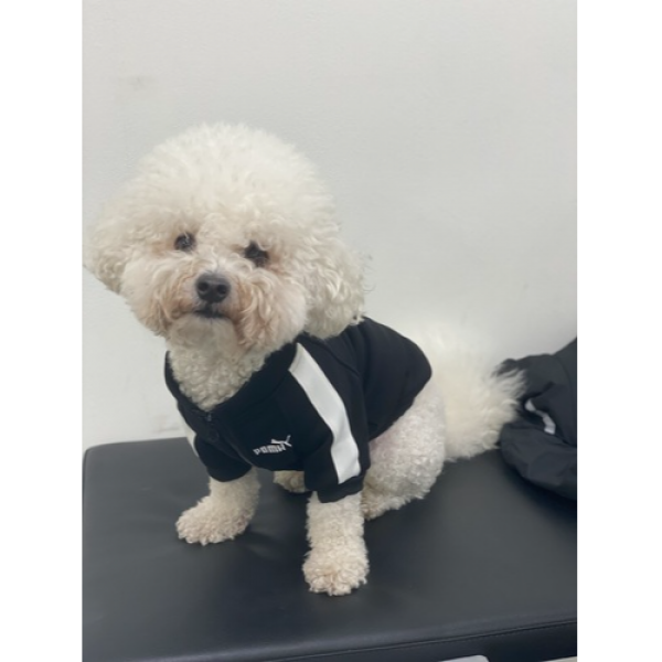 강아지에게도 간지는 있으니까. 기모 트레이닝