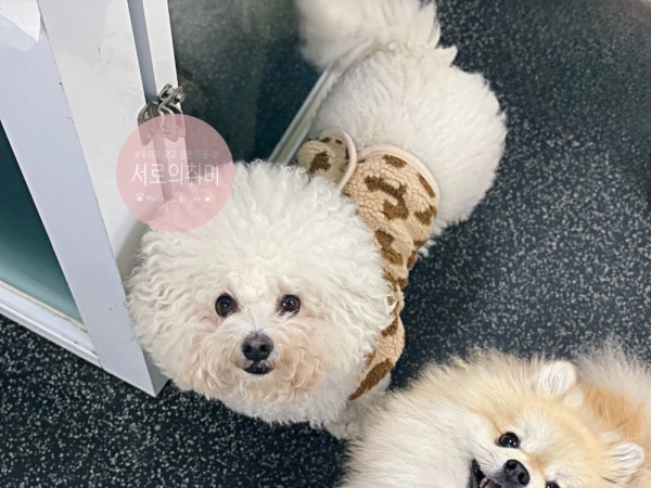 페오펫몰,아가옷 만드는 앙꼬제작 강아지옷. 타잔의 아들 뽀글조끼