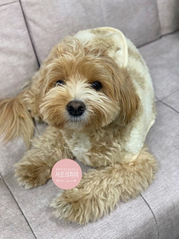 페오펫몰,아가옷 만드는 앙꼬제작 강아지옷. 타잔의 아들 뽀글조끼