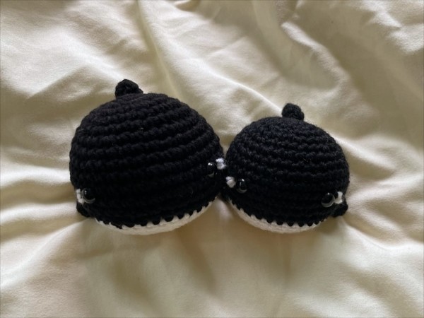 범고래고래볼_강아지 고양이 겸용