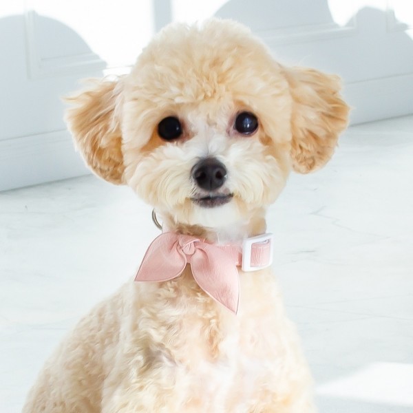 페오펫몰,엠몰리 린넨 미니멀 강아지 목줄 12컬러 탈부착 콩리본 보타이