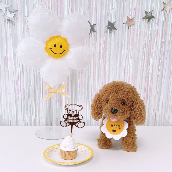 페오펫몰,데이지 생일파티세트